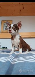 Chihuahua cucciola femmina pelo corto
