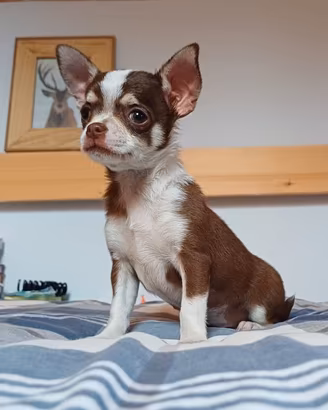 Chihuahua cucciola femmina pelo corto