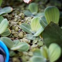 Piante galleggianti: Salvinia e Pistia