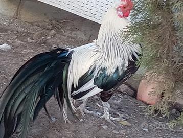 Gallo Phoenix collo argento