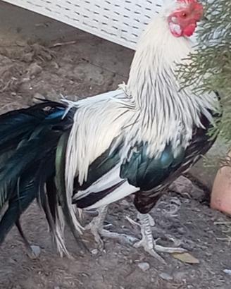 Gallo Phoenix collo argento
