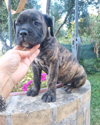 Cane corso