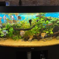 Acquario juwel vision