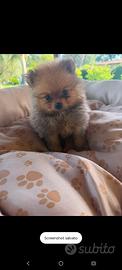 Spitz di Pomerania
