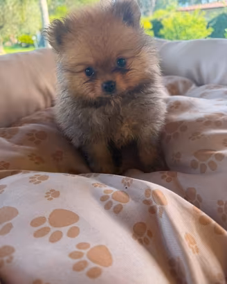 Spitz di Pomerania