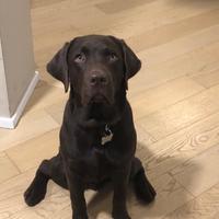 Labrador cioccolato per accoppiamento/monta