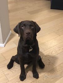 Labrador cioccolato per accoppiamento/monta