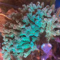 Coralli acquario marino