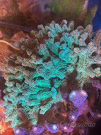 Coralli acquario marino