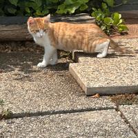 Gattini di 3 mesi