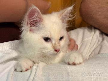 Cucciolo di Siberiano Neva Masquerade
