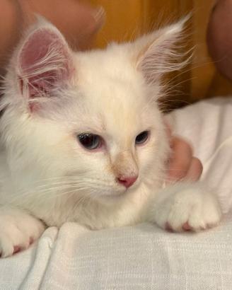Cucciolo di Siberiano Neva Masquerade