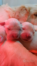 Golden Retriever con pedigree ENCI