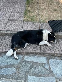 Meticcio / border collie