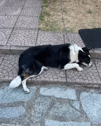 Meticcio / border collie