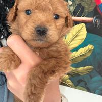 Barboncini toy e minitoy