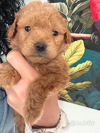 Barboncini toy e minitoy