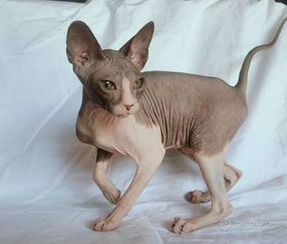 Gattina don sphynx gomma