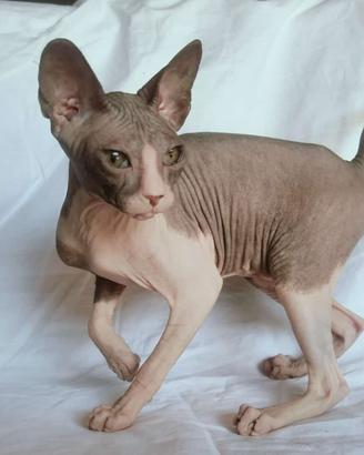Gattina don sphynx gomma
