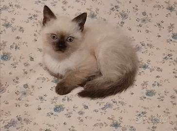 Gatti siamesi maschi