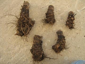 Bulbi per piantare il carciofo bianco di Pertosa