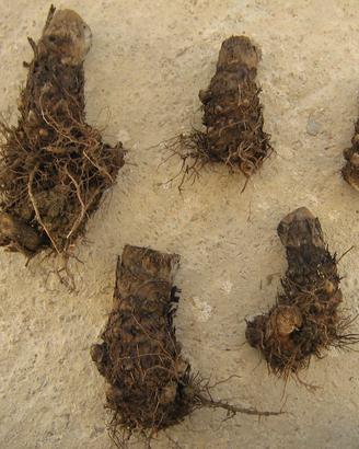 Bulbi per piantare il carciofo bianco di Pertosa