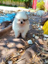 Spitz POMERANIA