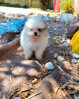 Spitz POMERANIA