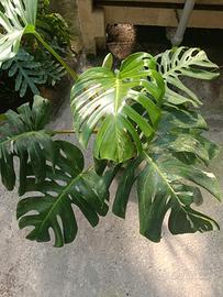 monstera albo variegata