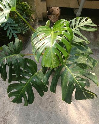 monstera albo variegata