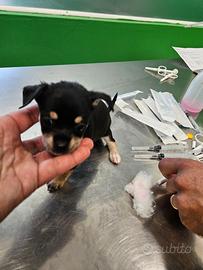 Chihuahua mini mini