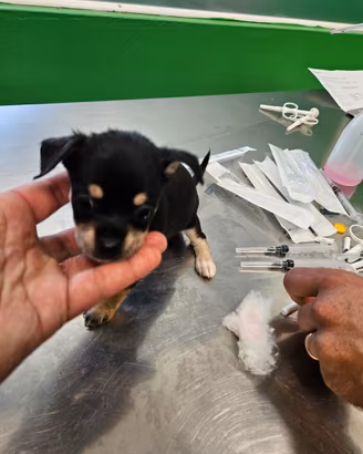 Chihuahua mini mini