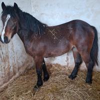 Puledra tpr per percheron