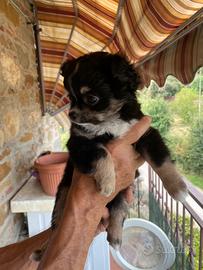 Chihuahua femmina