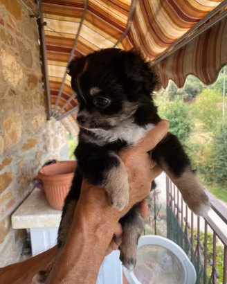 Chihuahua femmina