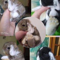 Coniglietti nani ariete/mini lop