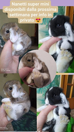 Coniglietti nani ariete/mini lop