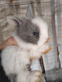 Coniglio testa di leone