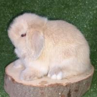 Conigli nani ariete minilop