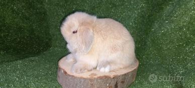 Conigli nani ariete minilop