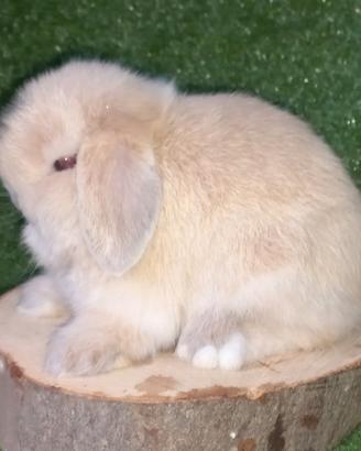 Conigli nani ariete minilop