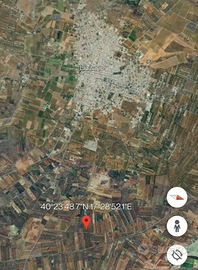 Uliveto in agro di Lizzano (TA)