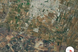 Uliveto in agro di Lizzano (TA)