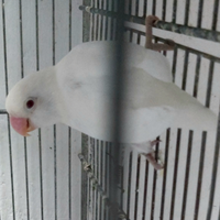 Inseparabole di Fischer maschio