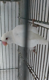 Inseparabole di Fischer maschio