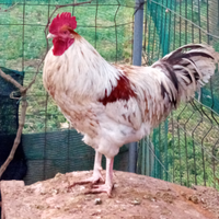 Gallo Marans