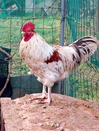 Gallo Marans