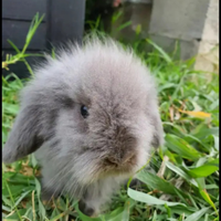 Coniglietto nano MiniLop