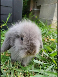 Coniglietto nano MiniLop