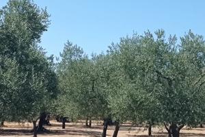 Un ettaro di uliveto a Palo del Colle Ba